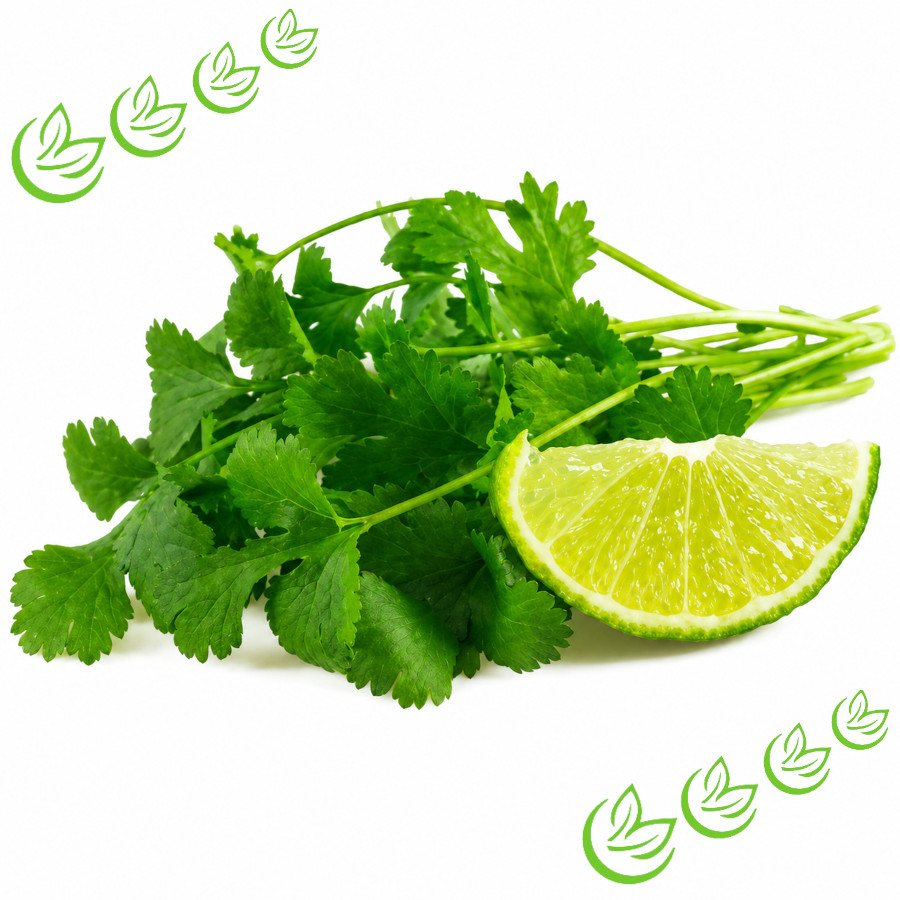 Parfümöl Lime & Coriander